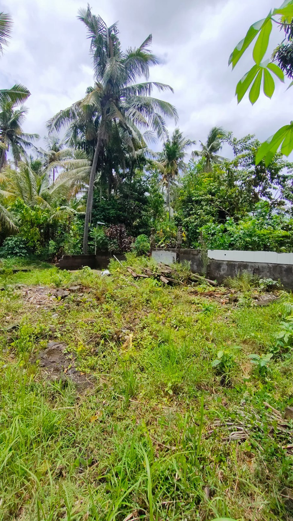 Land with Rice Field View For Sale in Lovina