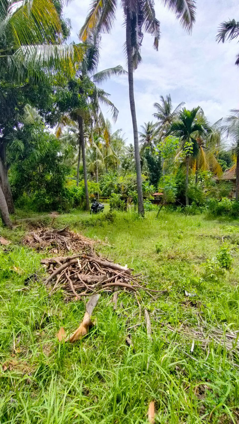 Land with Rice Field View For Sale in Lovina