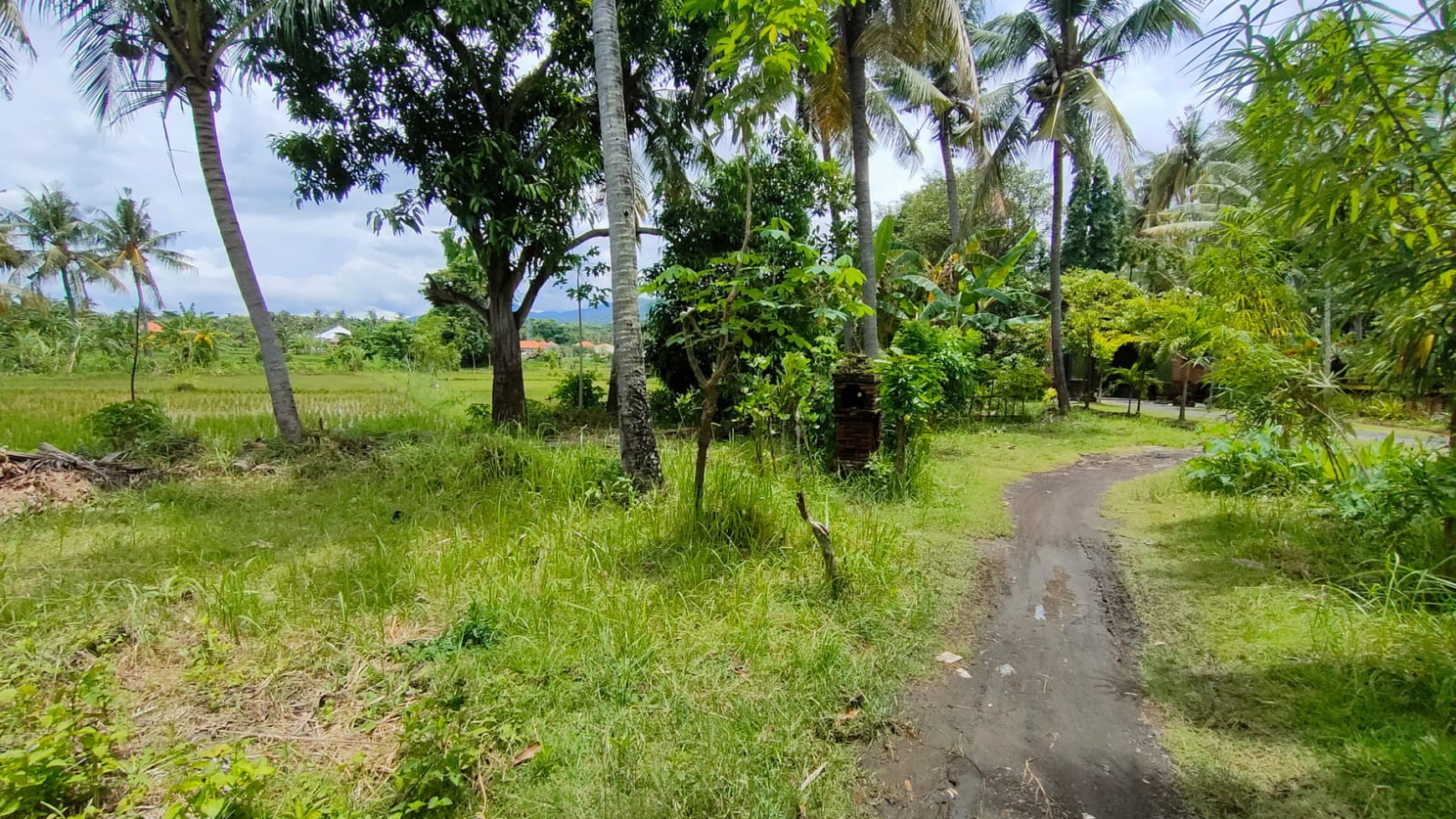 Land with Rice Field View For Sale in Lovina