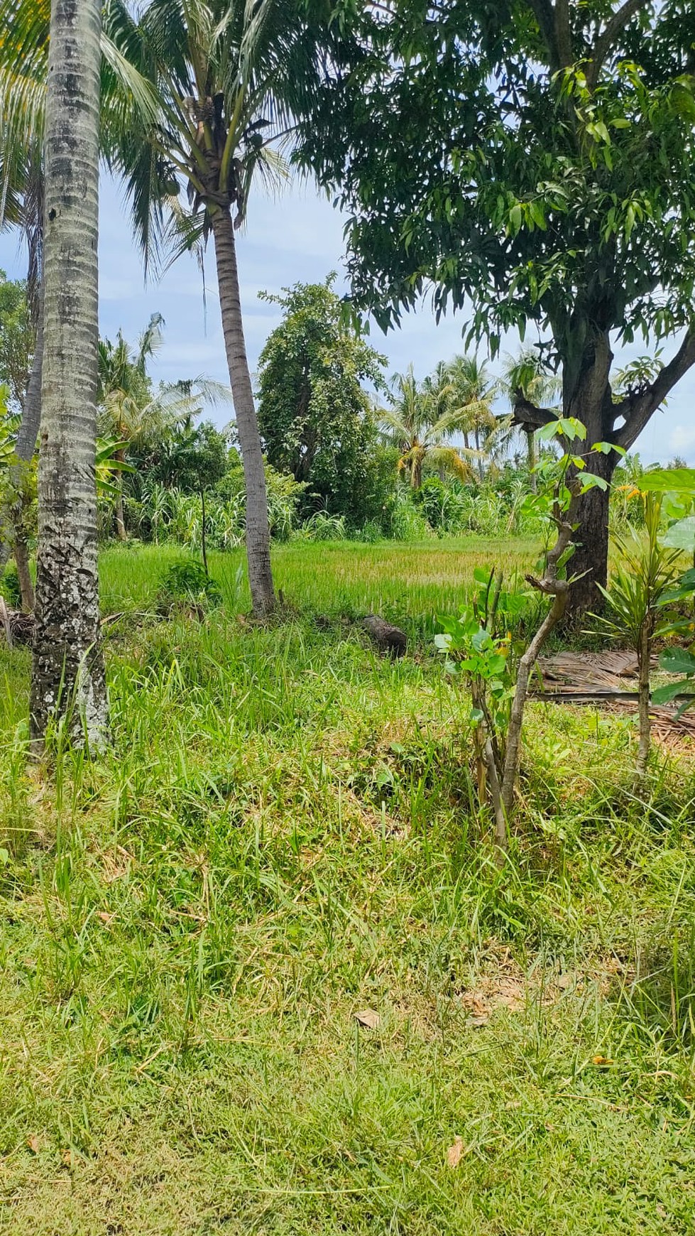 Land with Rice Field View For Sale in Lovina