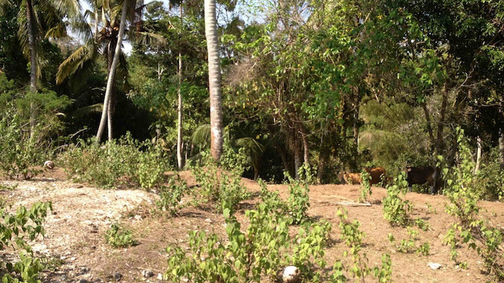 Exclusive plot of land for sale (freehold) - Nyanyi Beach.