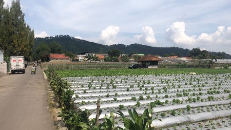 TERMURAH, Tanah Kavling Subur di Maribaya Lembang 