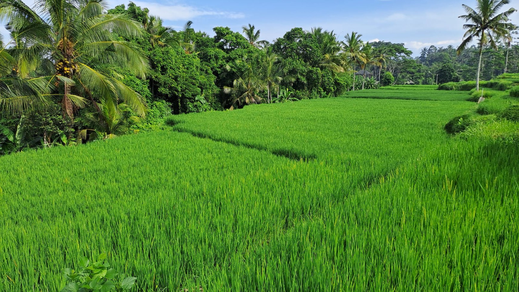 Dijual Tanah Cocok Untuk Villa View Alam Cantik Di Daerah Ubud Bali 