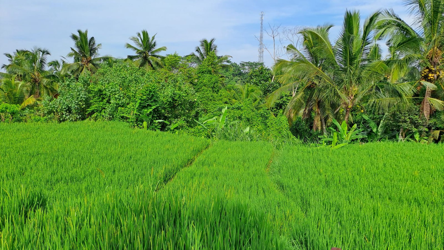 Dijual Tanah Cocok Untuk Villa View Alam Cantik Di Daerah Ubud Bali 