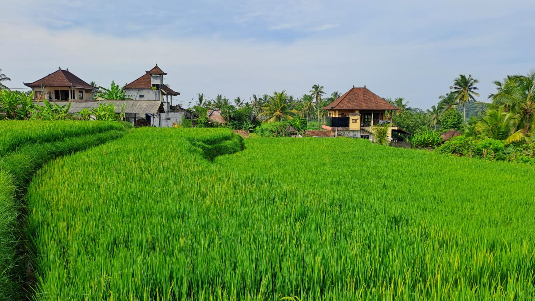 Dijual Tanah Cocok Untuk Villa View Alam Cantik Di Daerah Ubud Bali 