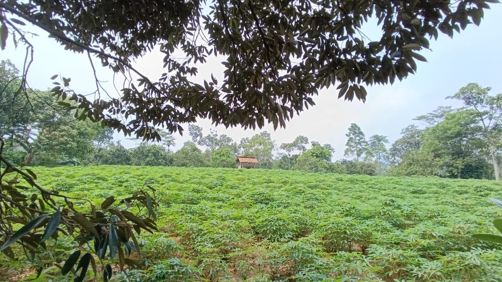 Dijual Tanah di Kuripan Ciseeng Bogor ada 6 sertifikat 