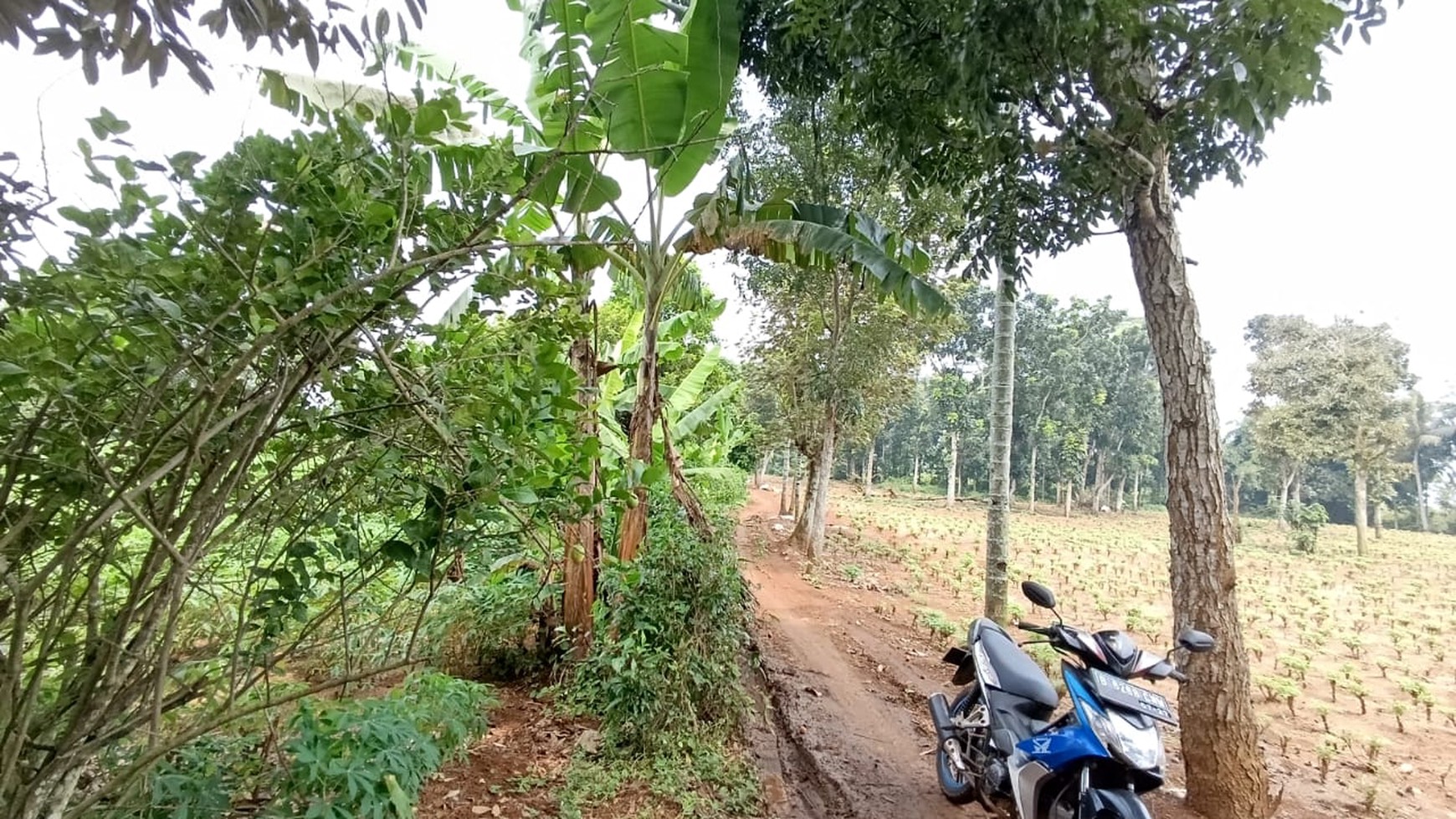 Dijual Tanah di Kuripan Ciseeng Bogor ada 6 sertifikat 