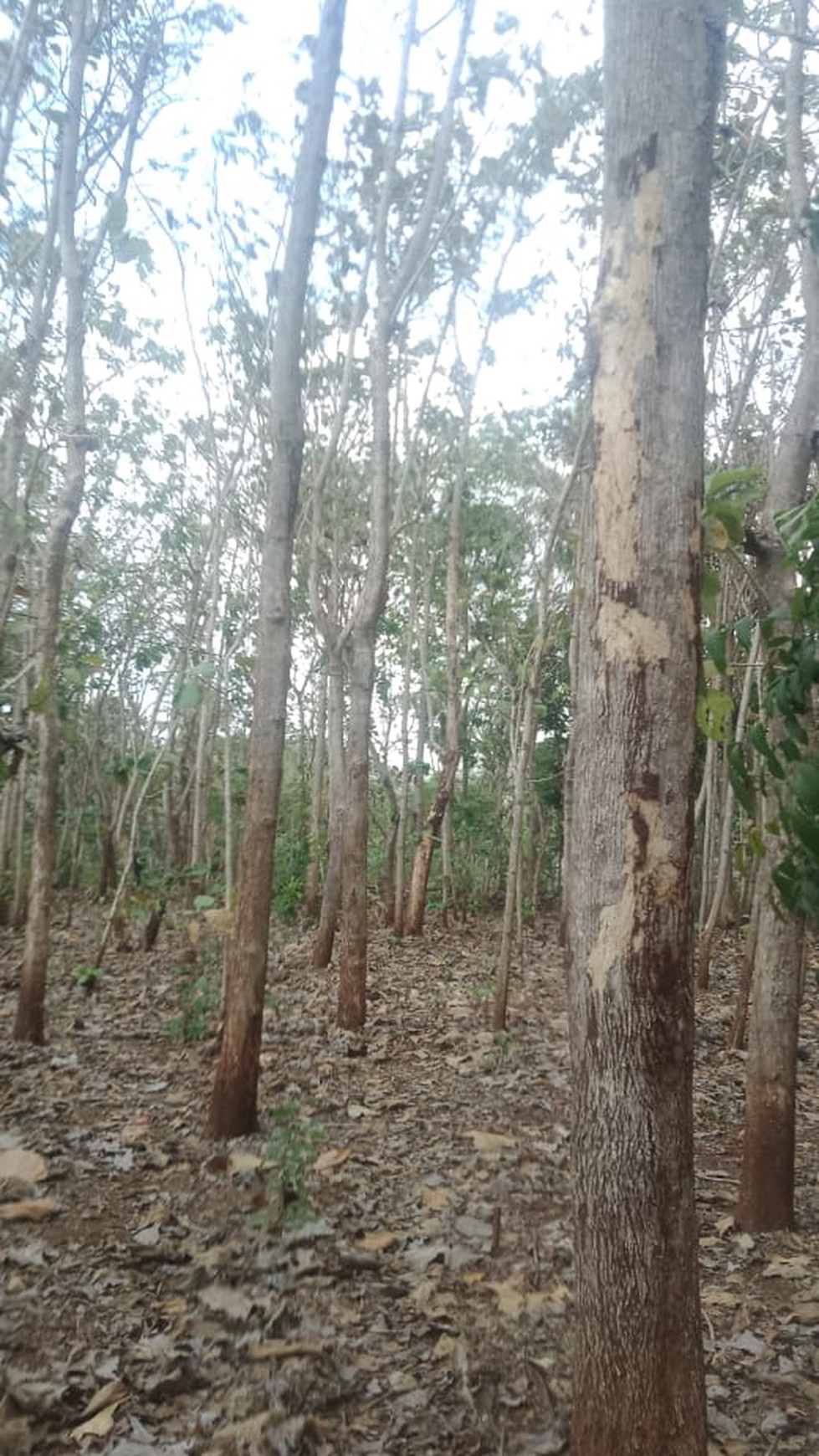 Kavling di Paliyan Yogyakarta