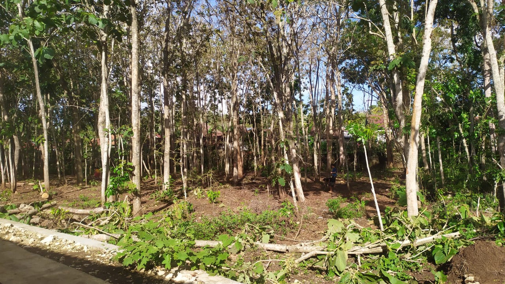 Dijual Tanah Bonus Pohon Jati Lokasi Strategis di Daerah Paliyan Gunung Kidul 
