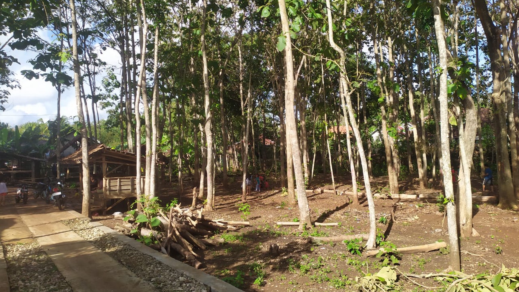 Dijual Tanah Bonus Pohon Jati Lokasi Strategis di Daerah Paliyan Gunung Kidul 