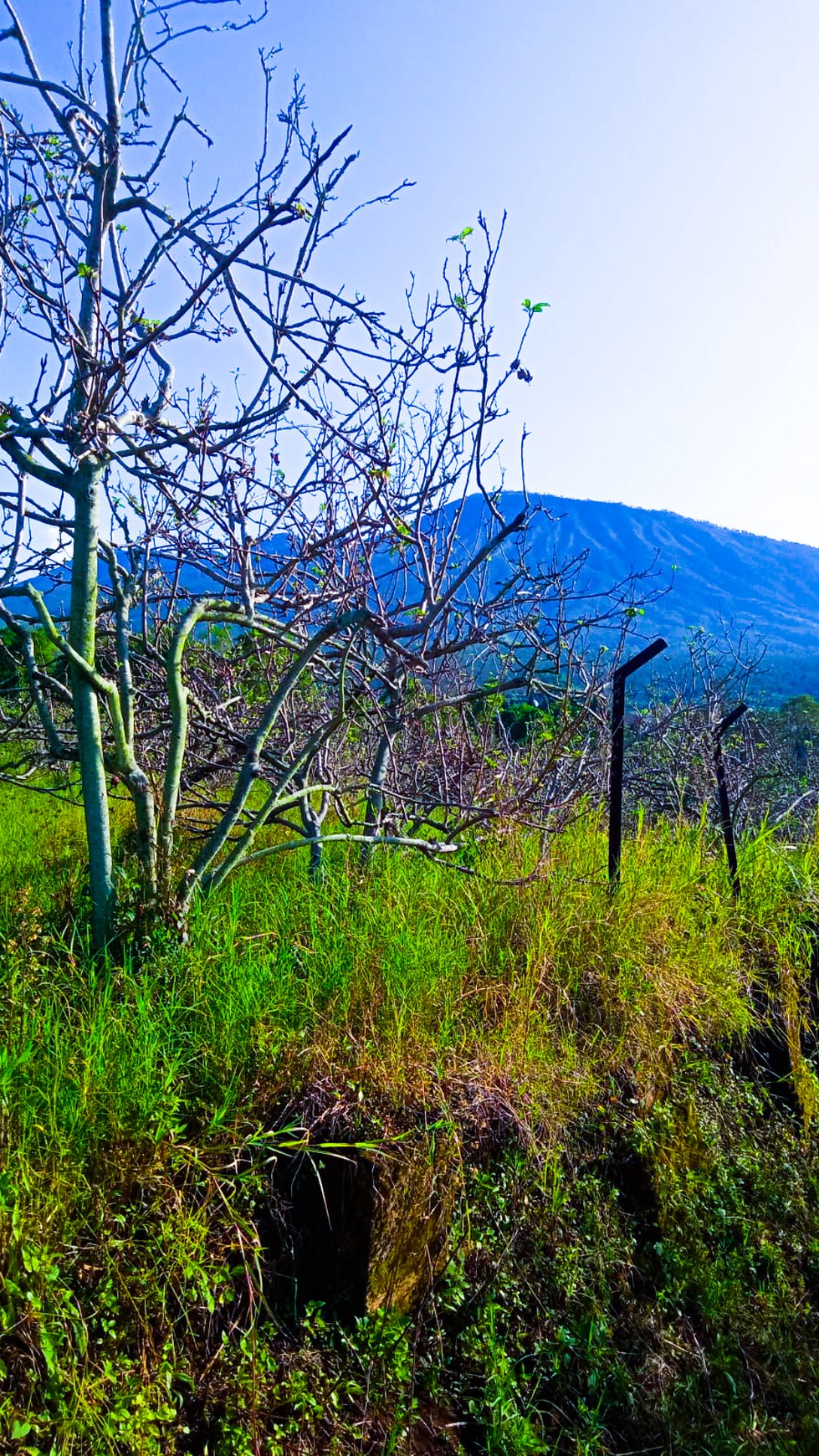 DIJUAL TANAH PERKEBUNAN DI BATU, MALANG, COCOK UNTUK KEBUN BUAH, VILLA  /  Farming Property For Sale in Batu, Malang #DDLL