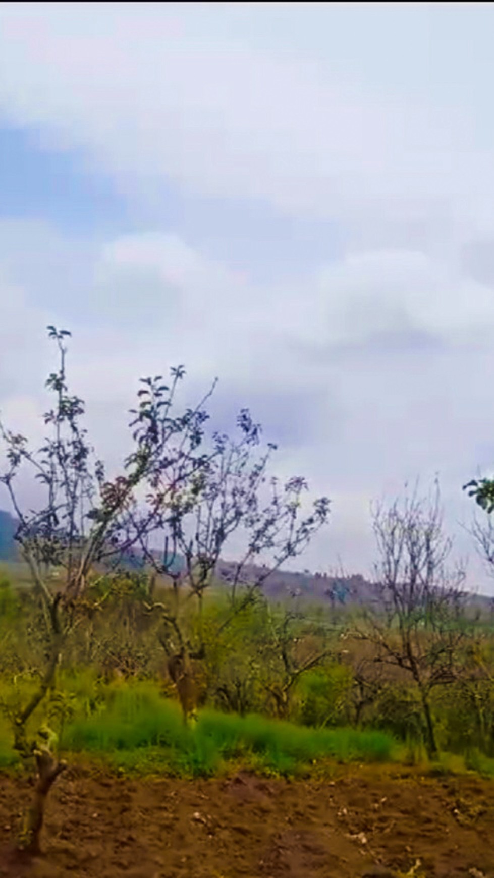 DIJUAL TANAH PERKEBUNAN DI BATU, MALANG, COCOK UNTUK KEBUN BUAH, VILLA  /  Farming Property For Sale in Batu, Malang #DDLL