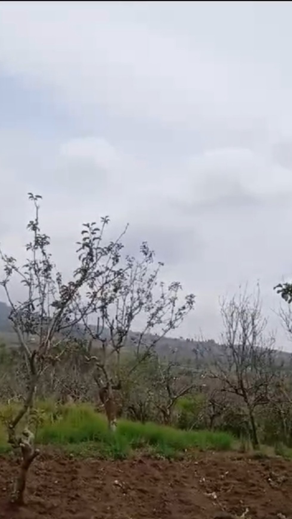 DIJUAL TANAH PERKEBUNAN DI BATU, MALANG, COCOK UNTUK KEBUN BUAH, VILLA  /  Farming Property For Sale in Batu, Malang #DDLL
