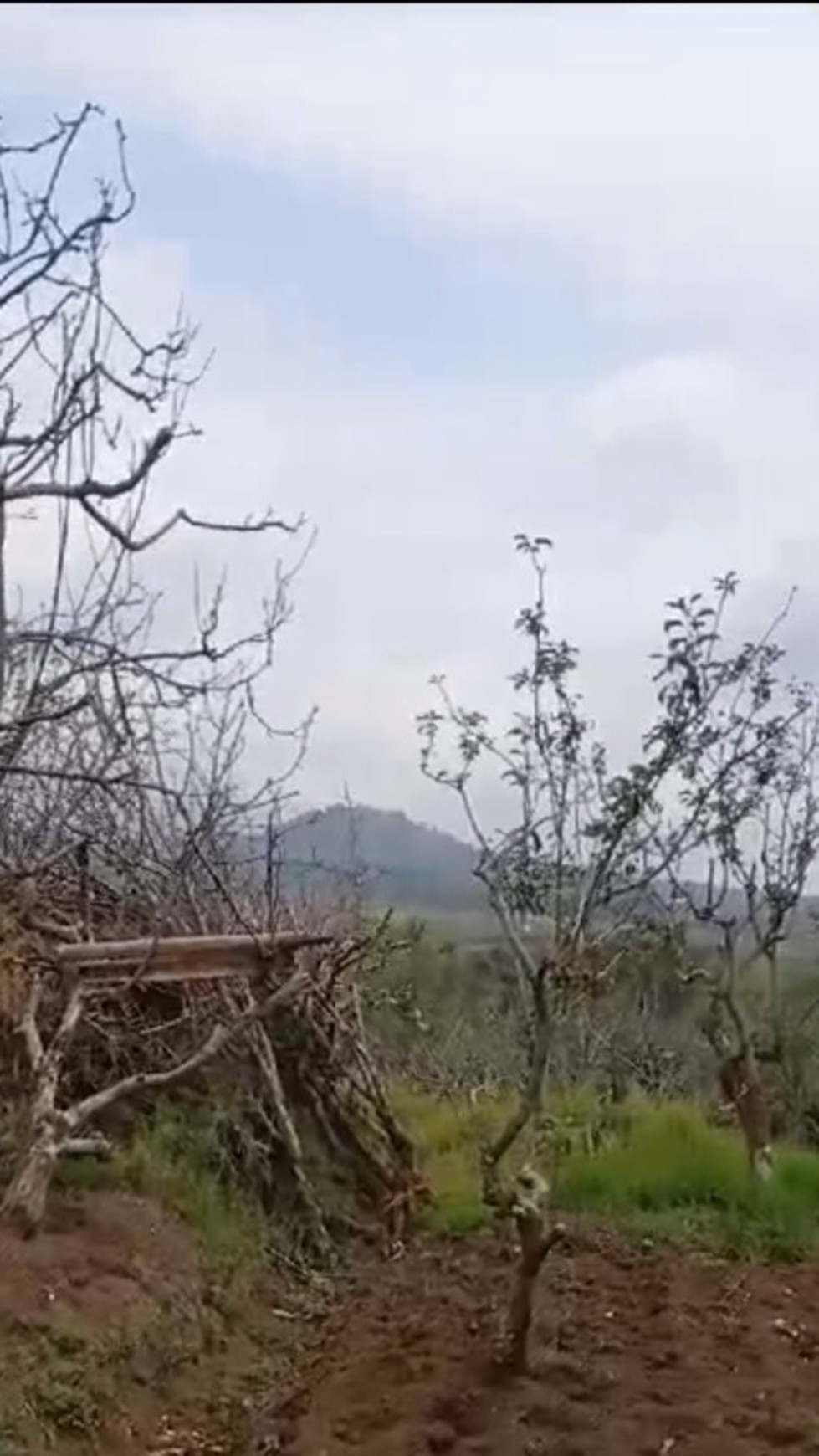 DIJUAL TANAH PERKEBUNAN DI BATU, MALANG, COCOK UNTUK KEBUN BUAH, VILLA  /  Farming Property For Sale in Batu, Malang #DDLL