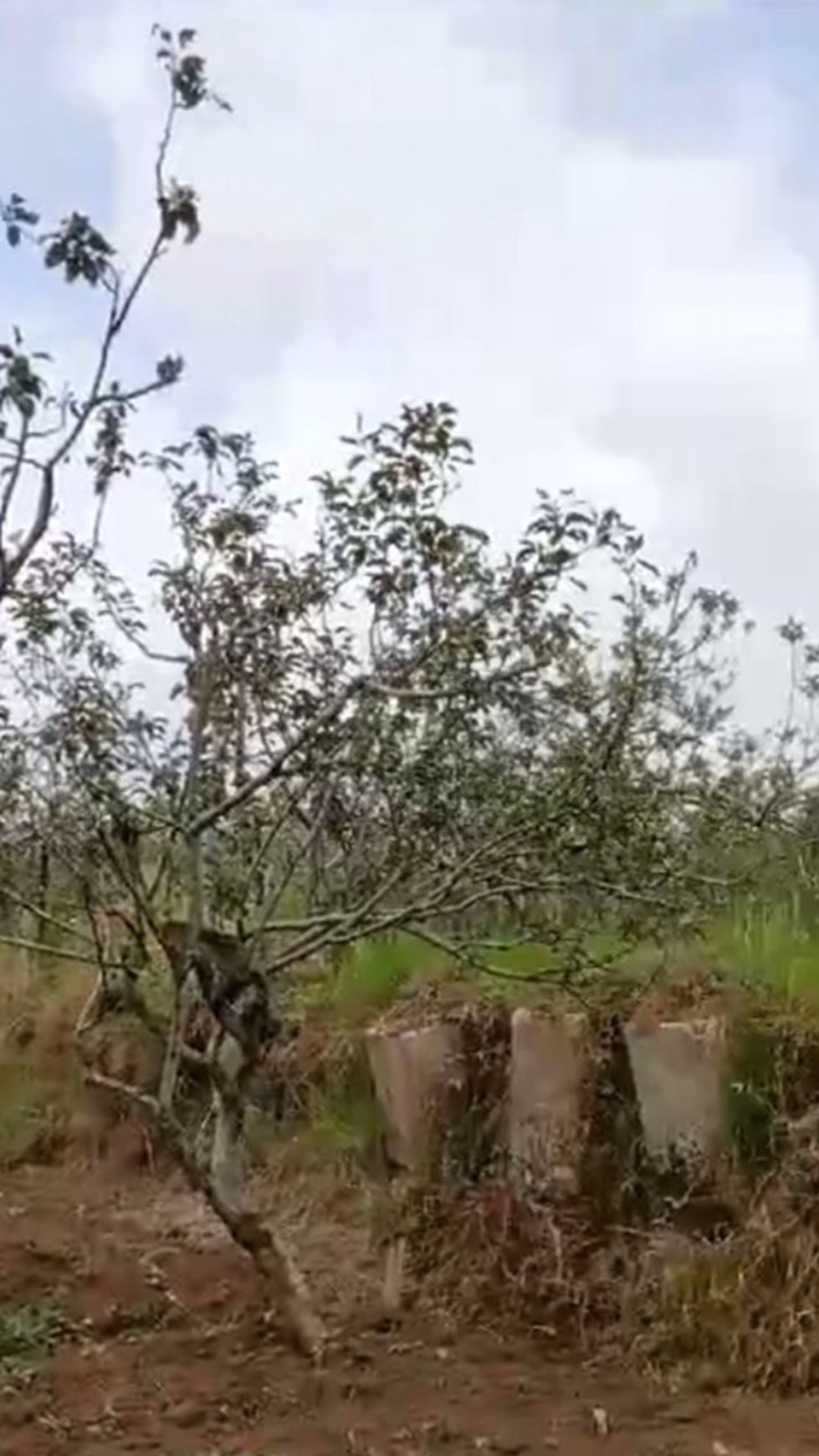 DIJUAL TANAH PERKEBUNAN DI BATU, MALANG, COCOK UNTUK KEBUN BUAH, VILLA  /  Farming Property For Sale in Batu, Malang #DDLL