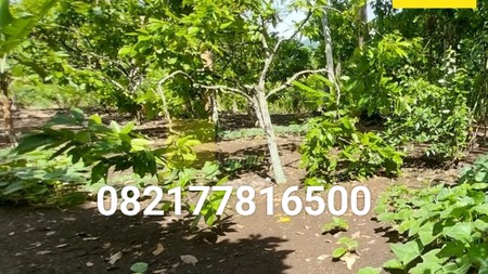 Dijual Tanah 400 ribu/ meter nego lokasi Batu putu bandar lampung