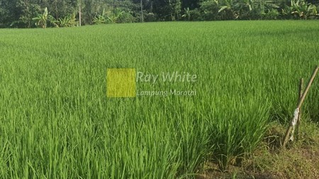 Dijual Sawah di Tanggamus, Lampung