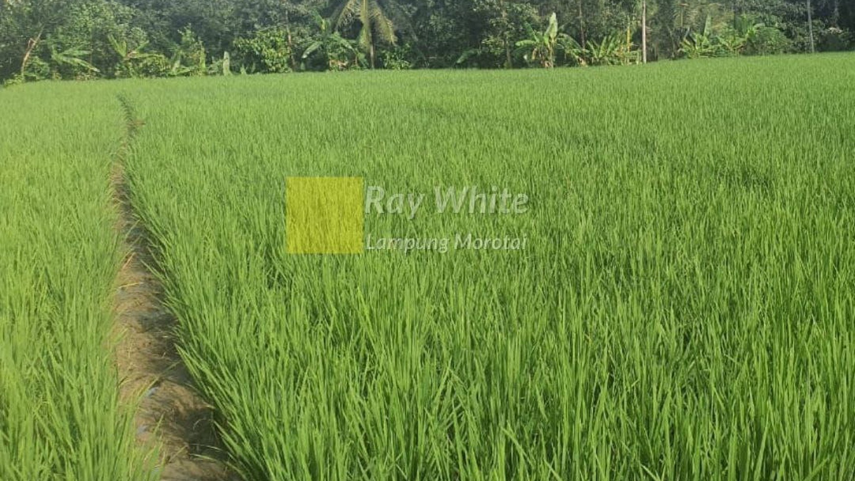 Dijual Sawah di Tanggamus, Lampung