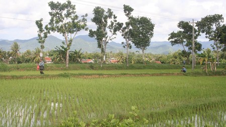 Tanah Sawah Luas 2004 Meter Persegi Lokasi Dekat RSUD Tjokronegoro Purworejo 