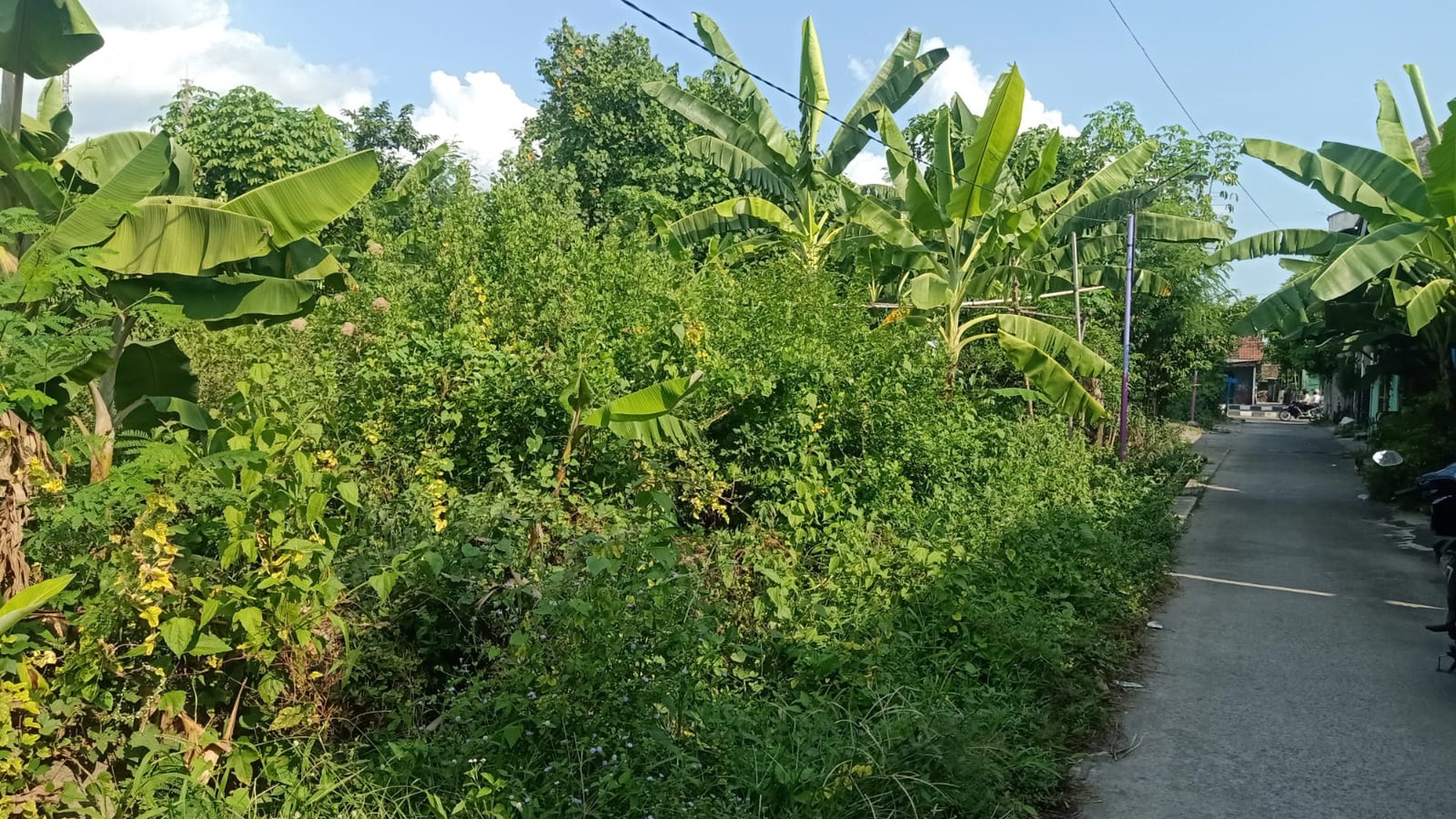 Tanah Sawah Luas 539 Meter Persegi Lokasi Strategis di Kasihan Bantul 