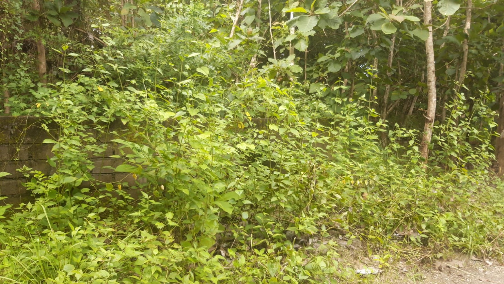 Land Freehold 300 Sqm In Great Location Kutuh Bali