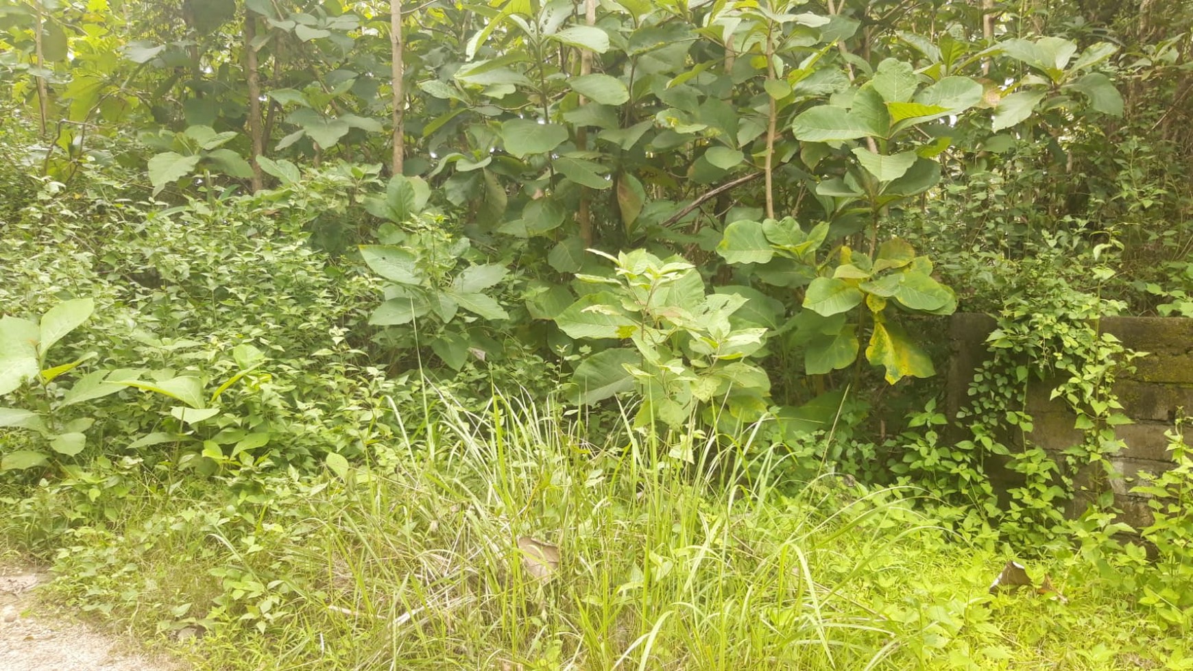 Land Freehold 300 Sqm In Great Location Kutuh Bali