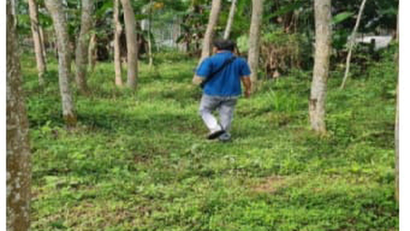 Tanah Kebun di Desa Krincing, Magelang cocok untuk perkebunan