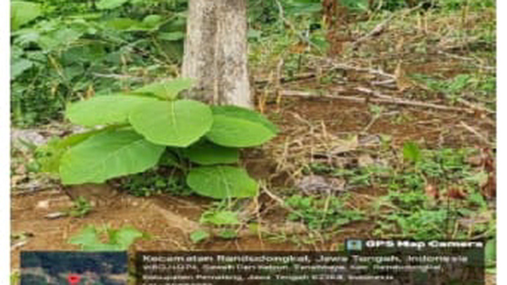 Tanah Kebun Lahan Kering di Desa Tanahbaya Lokasi Strategis