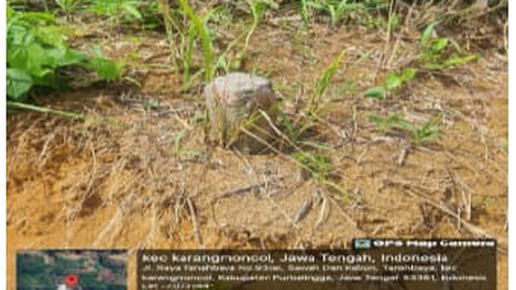 Tanah Kebun cocok untuk pertanian dan perkebunan 