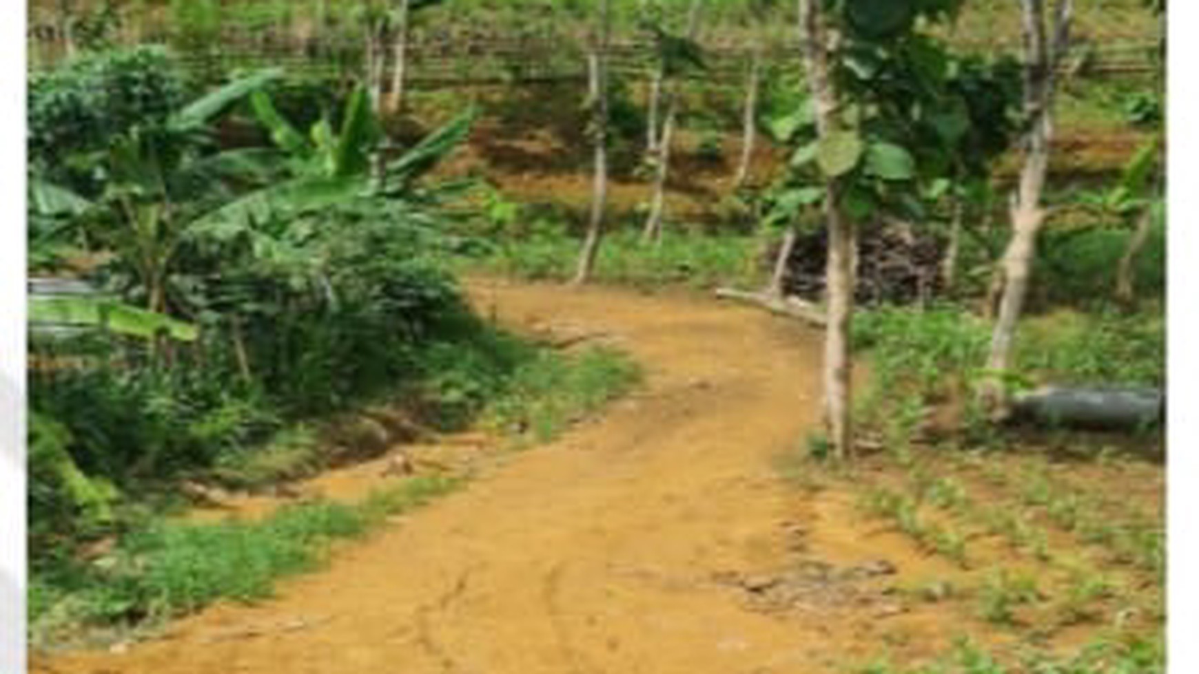 Tanah Kebun cocok untuk pertanian dan perkebunan 