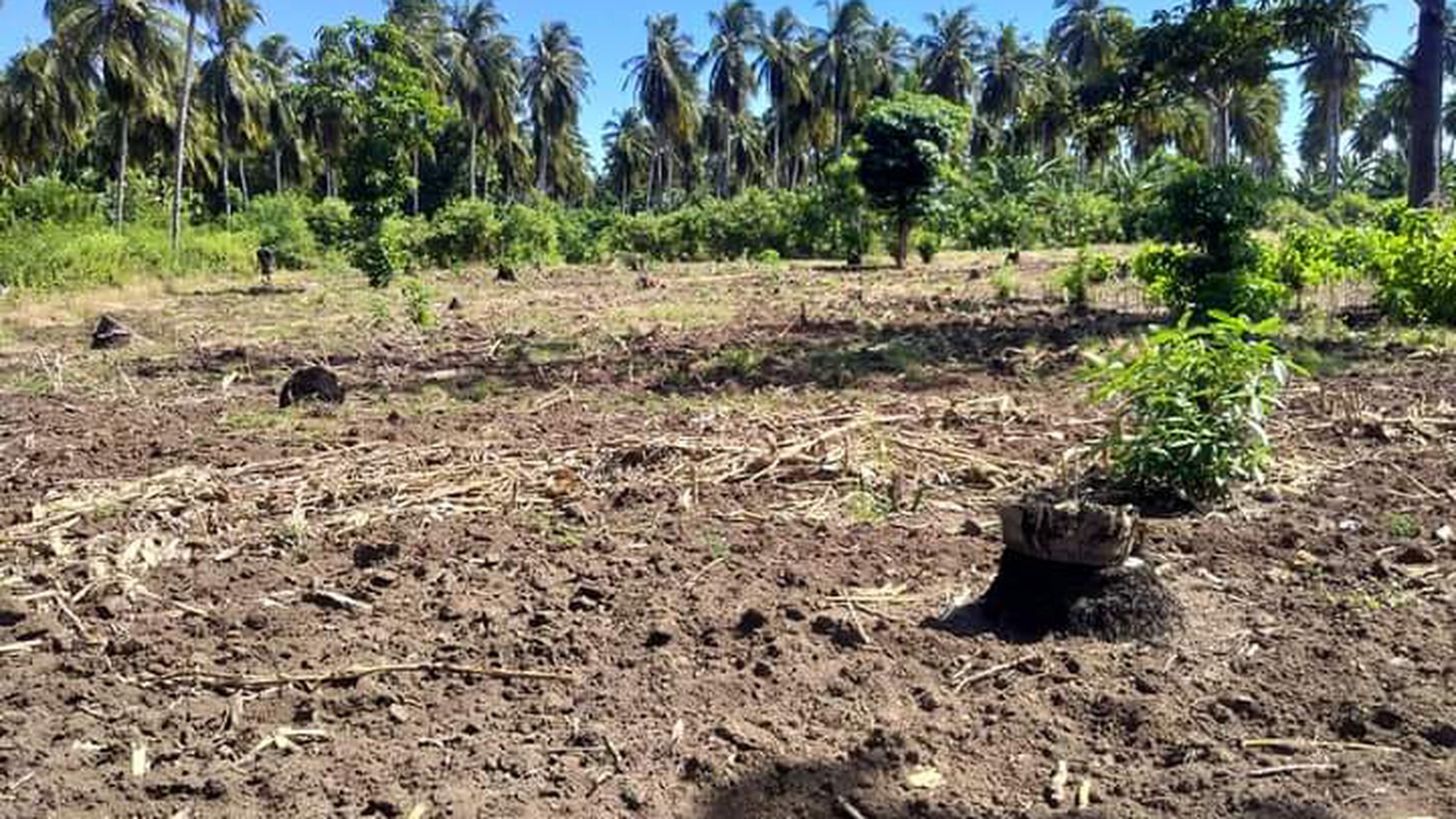 TANAH KOMERSIL DI SIKKA FLORES NTT, COCOK UNTUK USAHA BUDIDAYA PERIKANAN