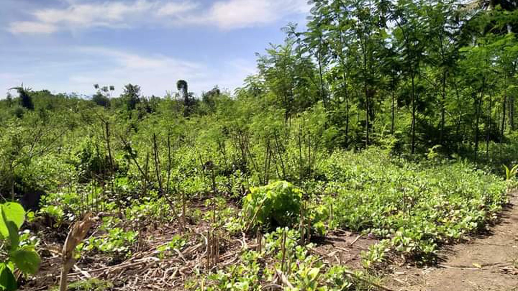 TANAH KOMERSIL DI SIKKA FLORES NTT, COCOK UNTUK USAHA BUDIDAYA PERIKANAN