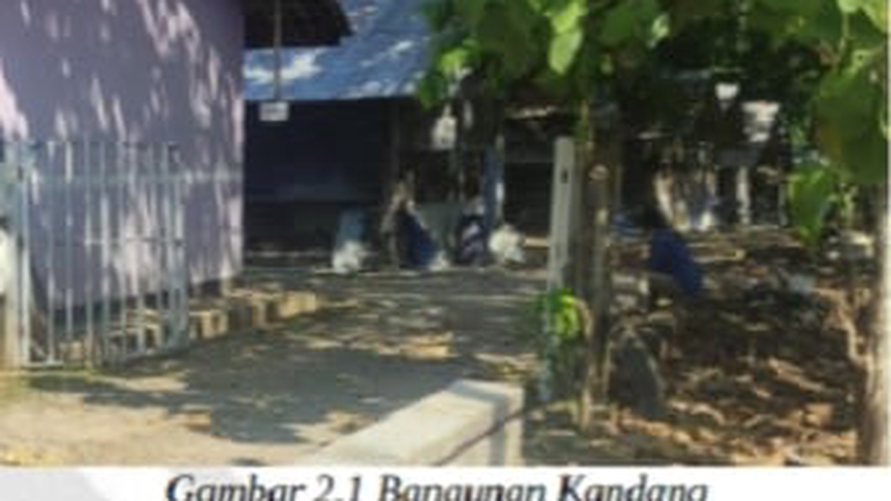 Dijual Tanah dan Kandang Kawasan Pertanian dan Akses Jalan Kabupaten