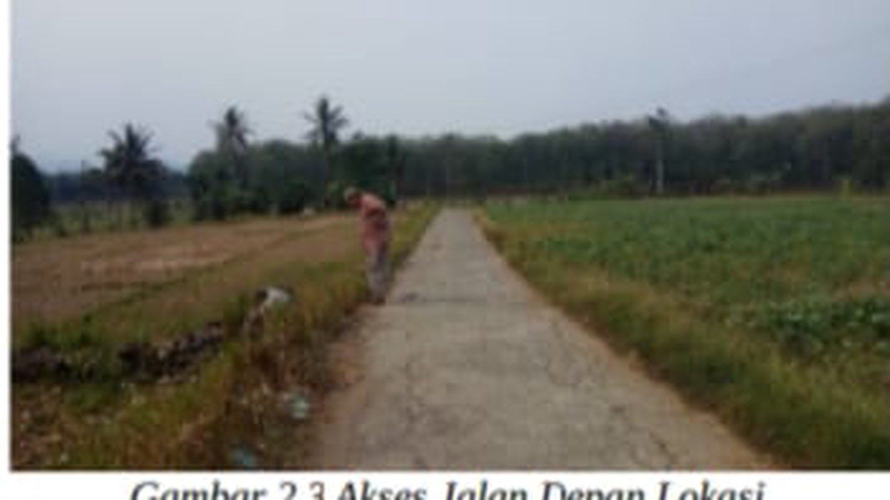 Tanah Sawah Aktif Kawasan Pertanian Lahan Kering