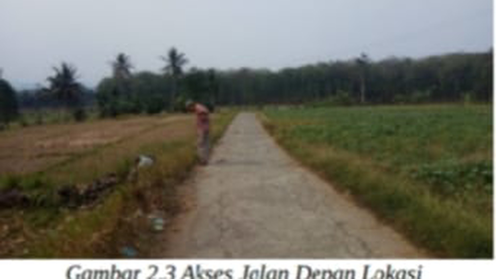 Tanah Sawah Aktif Desa Sindangjaya Kawasan Pertanian Lahan Kering