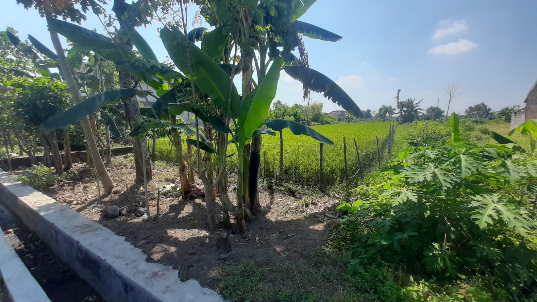 Tanah Sawah Luas 709 Meter Persegi Lokasi di Tamanmartani Kalasan Sleman 