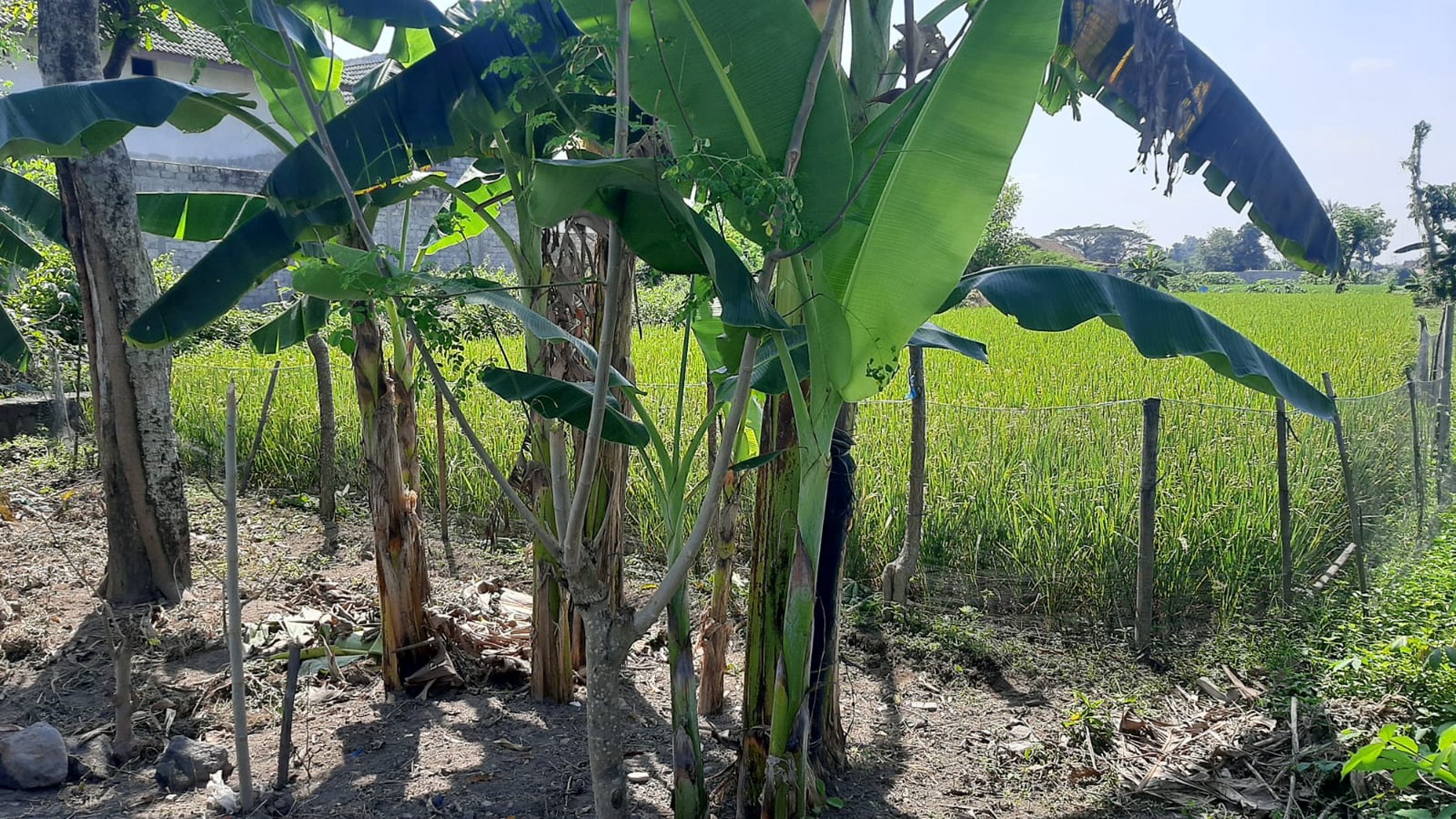 Tanah Sawah Luas 709 Meter Persegi Lokasi di Tamanmartani Kalasan Sleman 