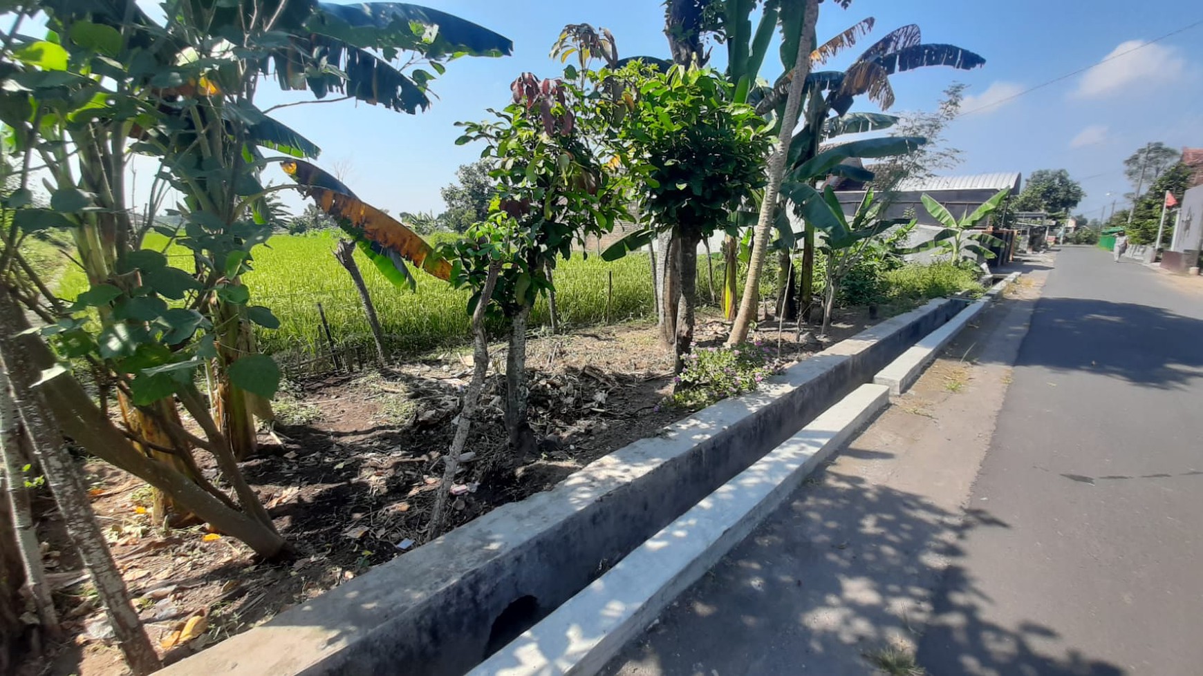 Tanah Sawah Luas 709 Meter Persegi Lokasi di Tamanmartani Kalasan Sleman 