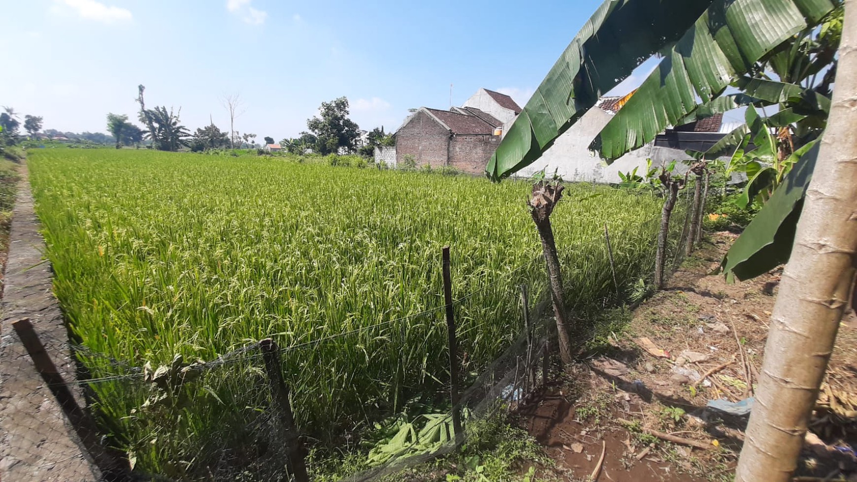 Tanah Sawah Luas 709 Meter Persegi Lokasi di Tamanmartani Kalasan Sleman 