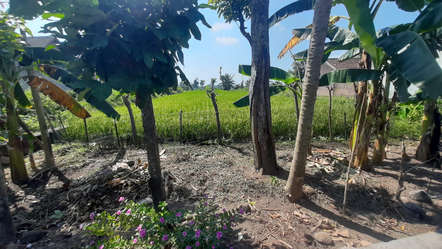 Tanah Sawah Luas 709 Meter Persegi Lokasi di Tamanmartani Kalasan Sleman 