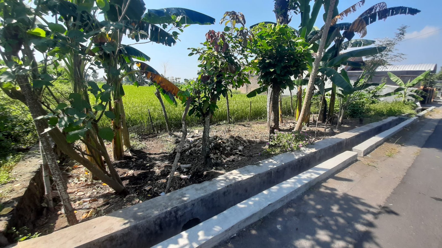 Tanah Sawah Luas 709 Meter Persegi Lokasi di Tamanmartani Kalasan Sleman 