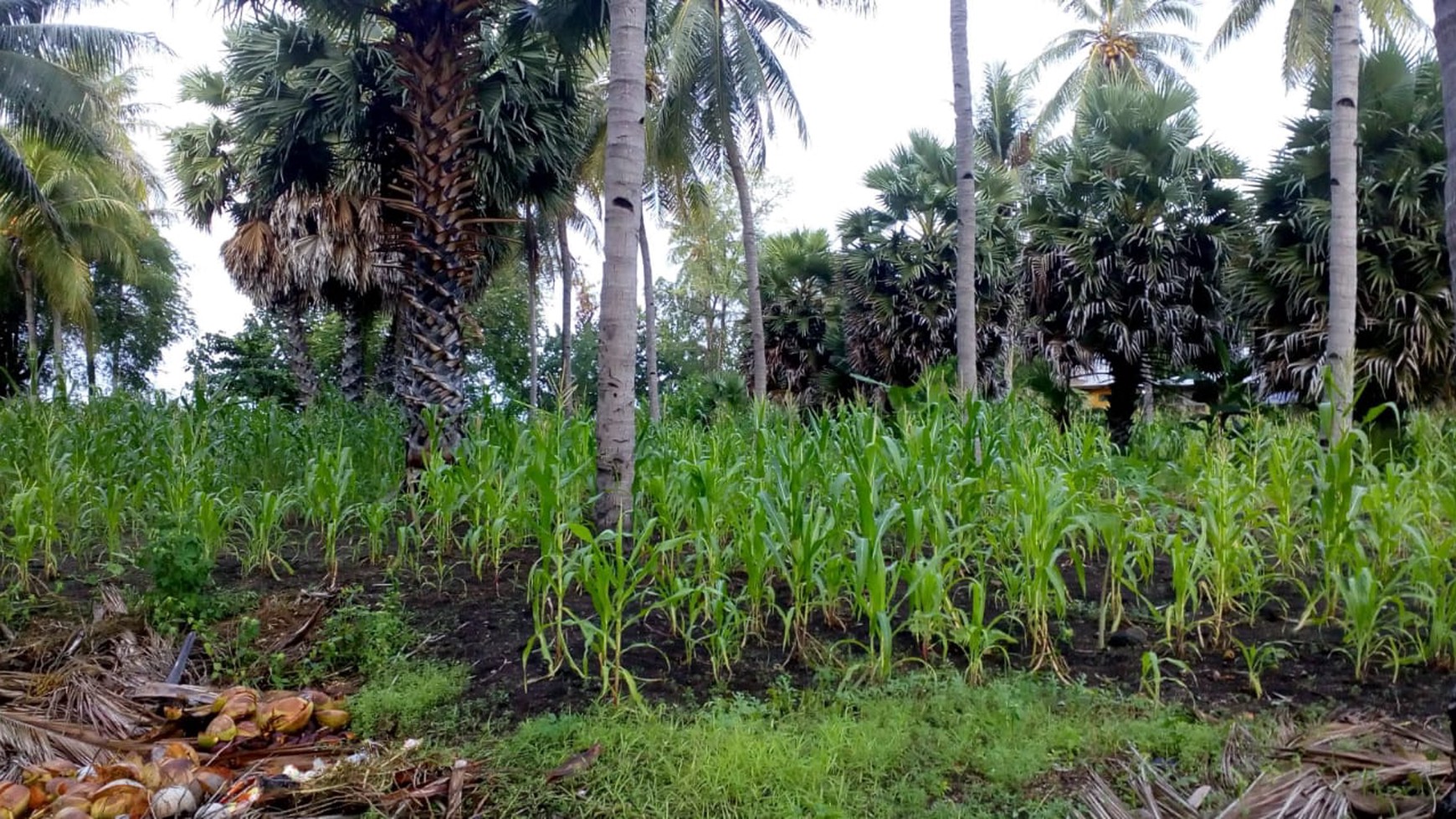 TANAH KOMERSIL 3,5 HA PINGGIR PANTAI DI SIKKA FLORES NTT, COCOK UNTUK USAHA BUDIDAYA PERIKANAN