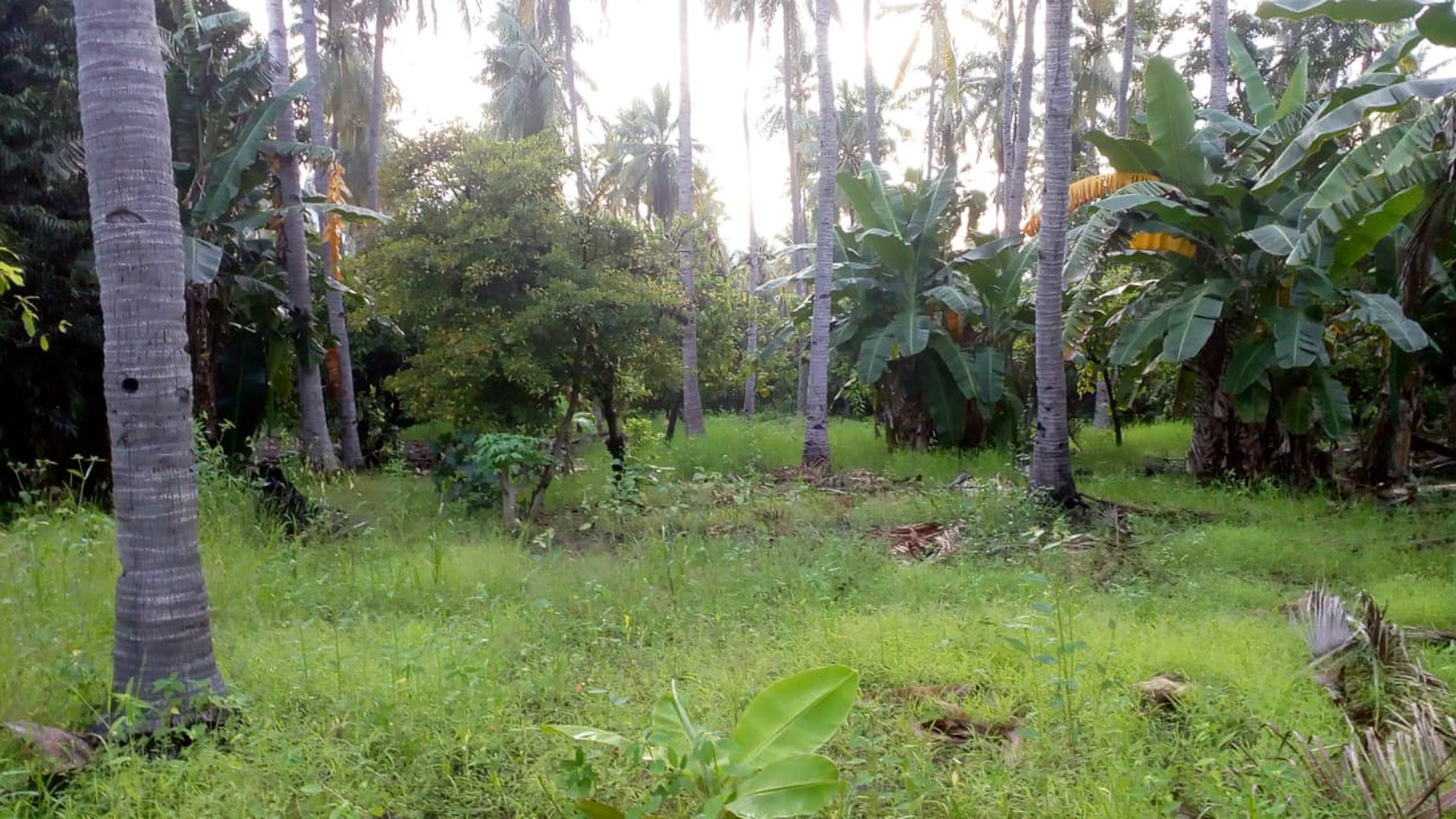 TANAH KOMERSIL 3,5 HA PINGGIR PANTAI DI SIKKA FLORES NTT, COCOK UNTUK USAHA BUDIDAYA PERIKANAN