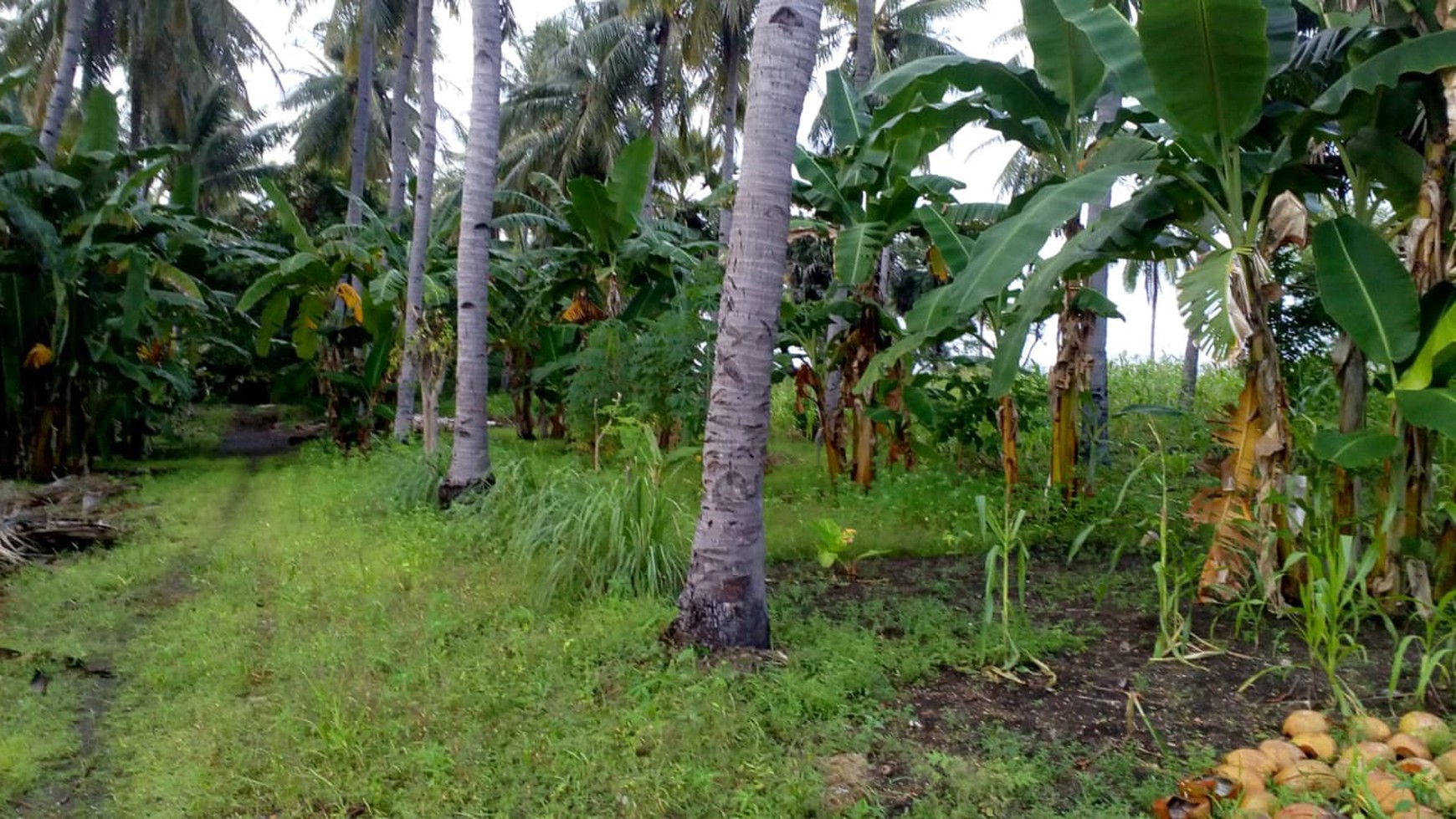 TANAH KOMERSIL 3,5 HA PINGGIR PANTAI DI SIKKA FLORES NTT, COCOK UNTUK USAHA BUDIDAYA PERIKANAN