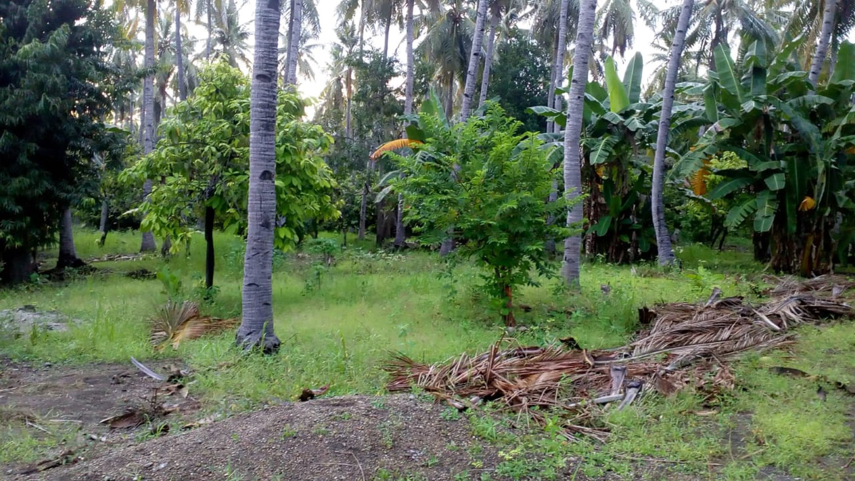 TANAH KOMERSIL 3,5 HA PINGGIR PANTAI DI SIKKA FLORES NTT, COCOK UNTUK USAHA BUDIDAYA PERIKANAN