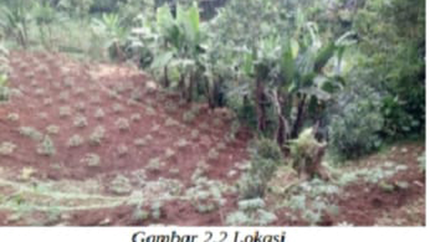 Tanah Kebun berupa tegalan berwarna merah cocok untuk perkebunan