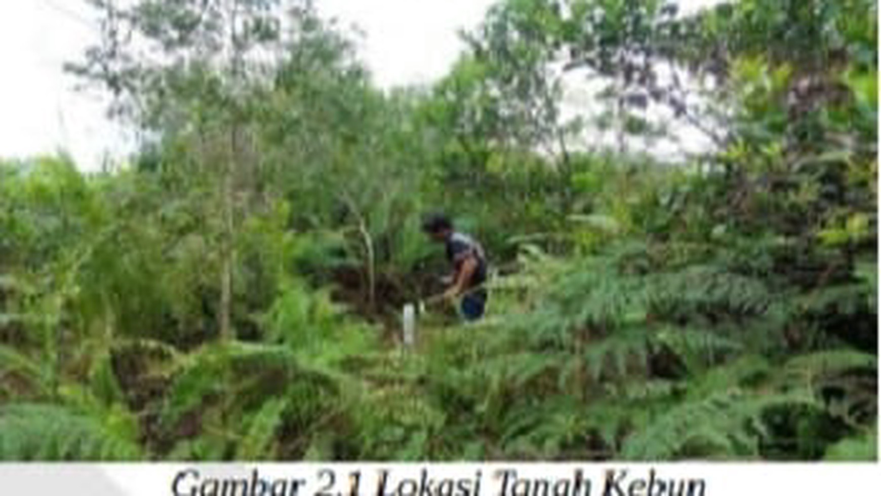 Tanah Kebun Desa Pasir Putih Kawasan Permukiman