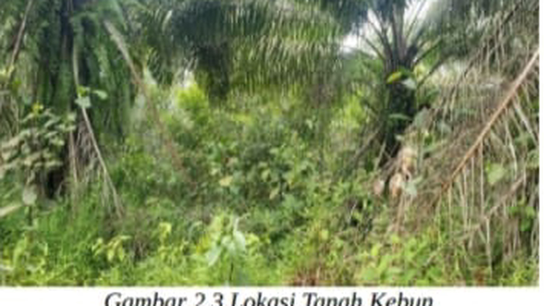 Tanah Kebun Desa Tenginbaru Kawasan Pertanian Lahan Kering 