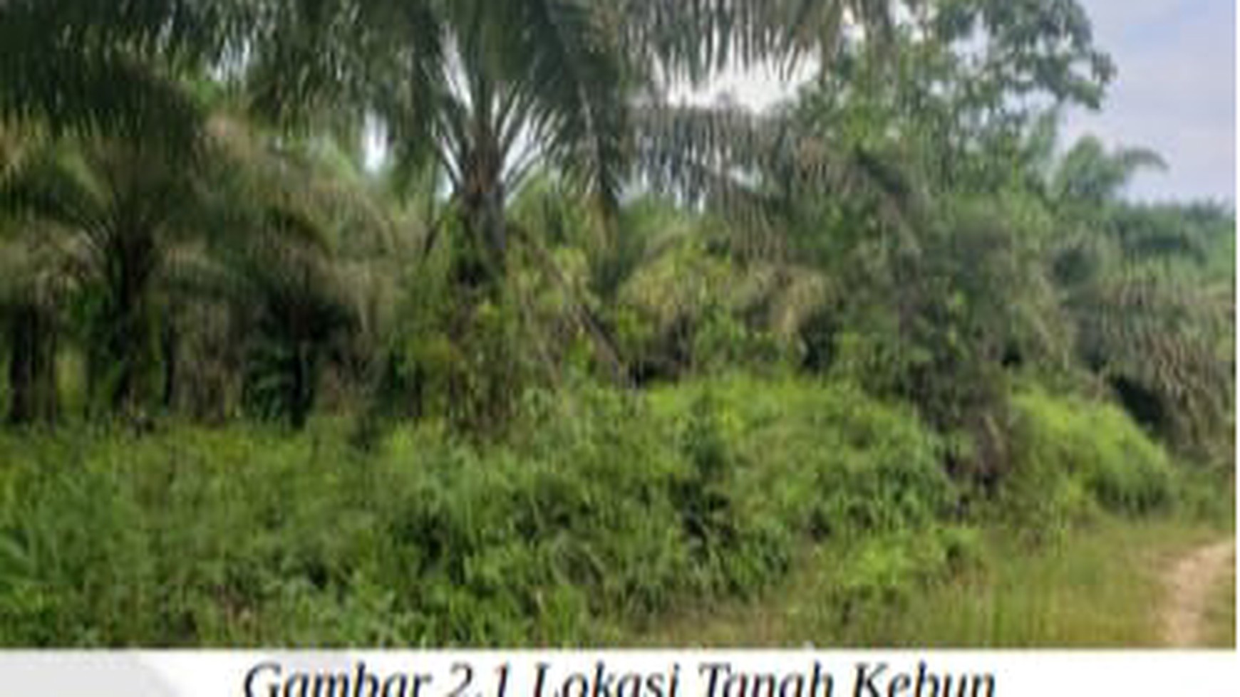 Tanah Kebun Desa Tenginbaru Kawasan Pertanian Lahan Kering 