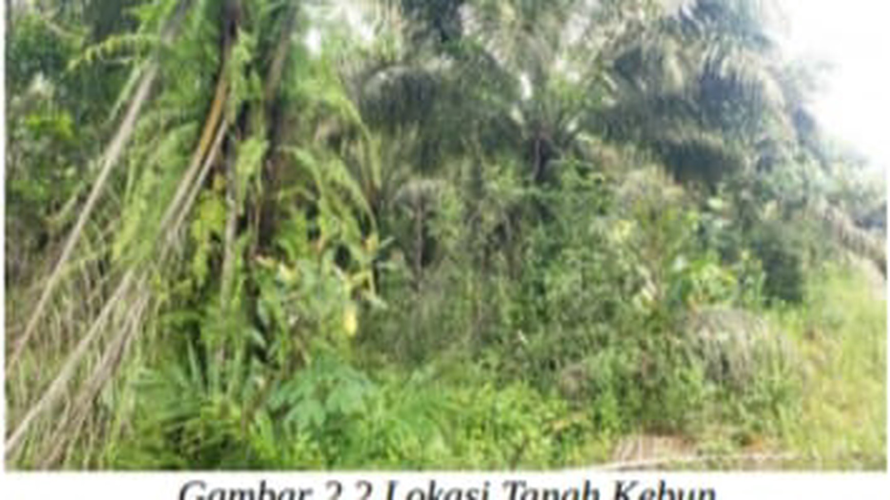 Tanah Kebun Desa Tenginbaru Kawasan Pertanian Lahan Kering 